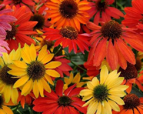 ECHINACEA PURPUREA CHEYENNE V17 <br/> Piante Perenni ed Erbacee, Fiori Perenni