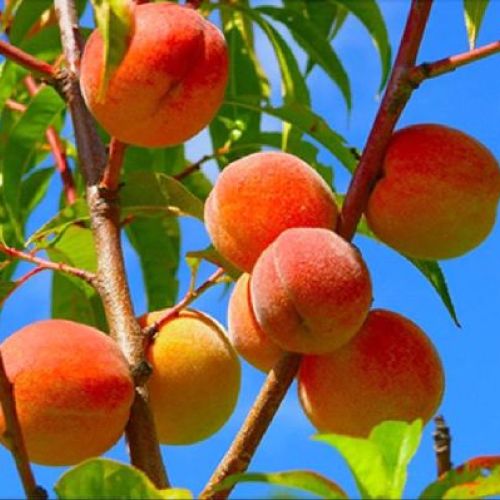 PRUNUS PERSICA CARDINAL V24 PESCA GIALLA <br/> Piante e Alberi da Frutto