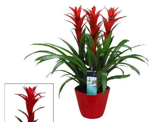 GUZMANIA V21 <br/> Piante Fiorite da Interno