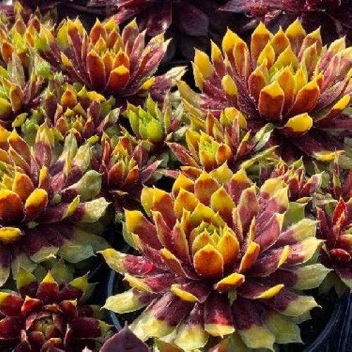 SEMPREVIVUM GOLD RUSH V10 <br/> Piante Perenni ed Erbacee, Fiori Perenni