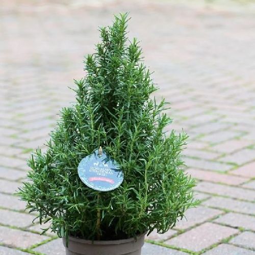 ROSMARINUS OFFICINALE PIRAMIDE V19 ROSMARINO <br/> Piante Aromatiche
