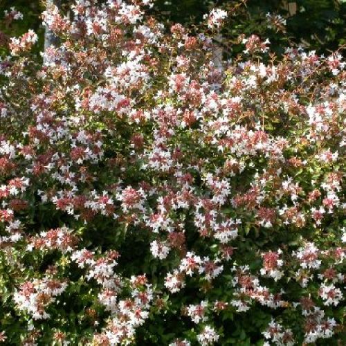 abelia grandiflora kaleidoscope  v.18 <br/> Piante Fiorite da Giardino
