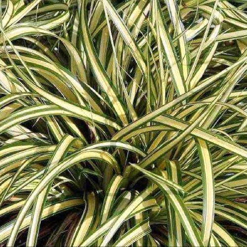 CAREX V.10 <br/> Piante Ornamentali