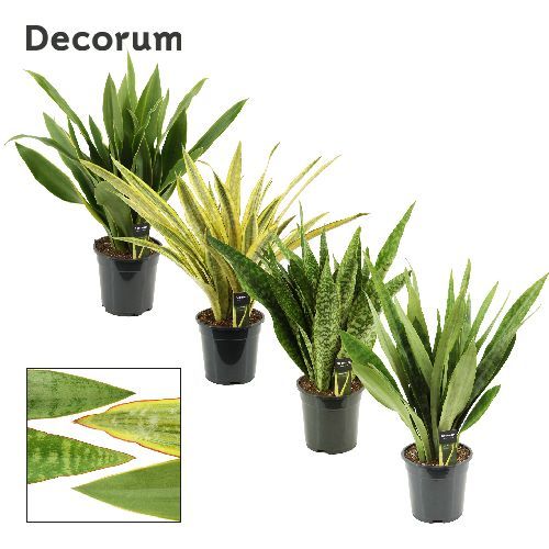 SANSEVERIA  TRIFASCIATA MIX V19 <br/> Piante Verdi da Interno