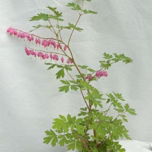 DICENTRA SPECTABILIS V19 <br/> Piante Perenni ed Erbacee, Fiori Perenni