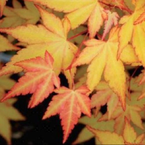 ACER PALMATUM SUMMER GOLD V25 <br/> Piante Ornamentali