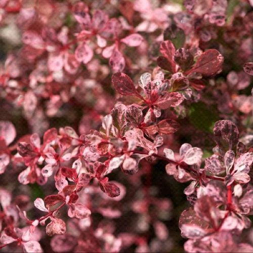 BERBERIS THUNBERGII RUBY STAR V17 <br/> Arbusti