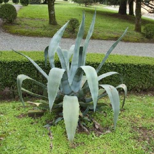 AGAVE MIX V20 <br/> Piante Grasse