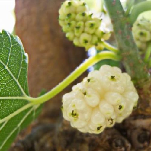 MORUS ALBA V18 GELSO BIANCO <br/> Piante e Alberi da Frutto