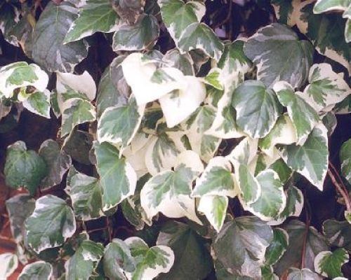 HEDERA ALGERIENSIS BELLECOUR V17 <br/> Piante Rampicanti