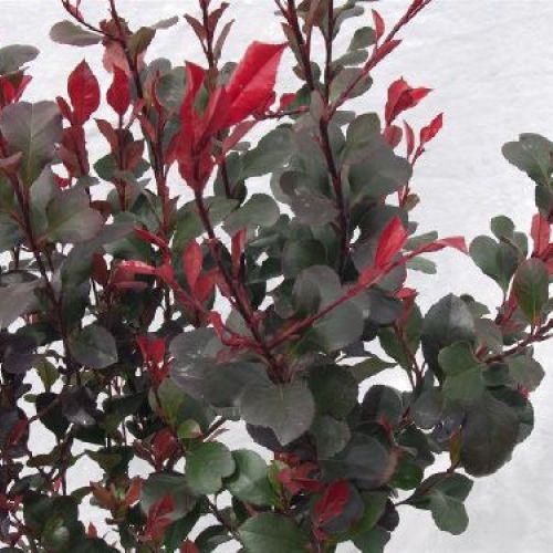 PHOTINIA FRASERI CHICO V17 <br/> Piante Ornamentali