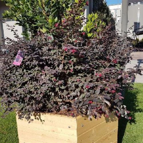 LOROPETALUM V 28 <br/> Piante acidofile