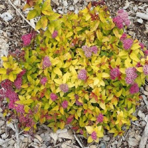 SPIRAEA JAPONICA MERLO STAR V17 <br/> Piante acidofile