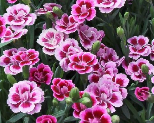 DIANTHUS PINK KISSES V14 <br/> Piante Perenni ed Erbacee, Fiori Perenni