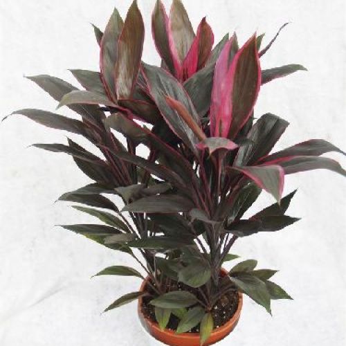 CORDYLINE TERMINALS V13 <br/> Piante Verdi da Interno