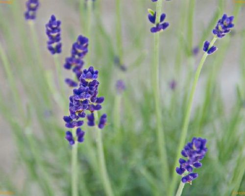 LAVANDA ANGUSTIFOLIA V.14 SUNNY HERBS <br/> Piante Aromatiche