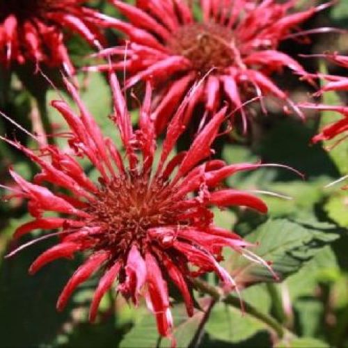 MONARDA BERGAMOTTO V.16 <br/> Piante Perenni ed Erbacee, Fiori Perenni