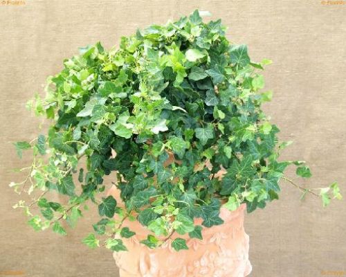 HEDERA HELIX V14 EDERA <br/> Piante Verdi da Interno