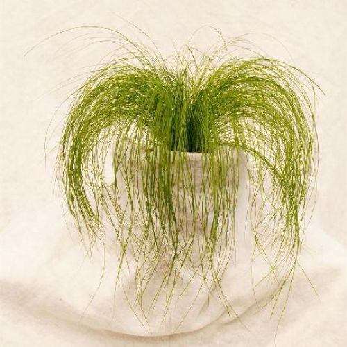 STIPA TENUISSIMA PONY TAILS COPPA CM40 <br/> Piante Perenni ed Erbacee, Fiori Perenni