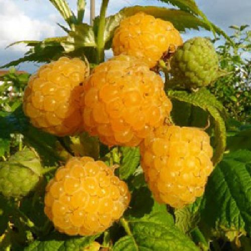 RUBUS IDAEUS V18 LAMPONE GIALLO <br/> Piante e Alberi da Frutto