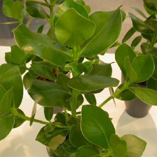 CLUSIA ROSEA PRINCESS V12 <br/> Piante Verdi da Interno