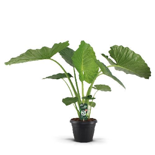 ALOCASIA MACRORRHIZOS V35 <br/> Piante Verdi da Interno