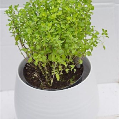 ORIGANUM MAJORANA V14 MAGGIORANA <br/> Piante Aromatiche