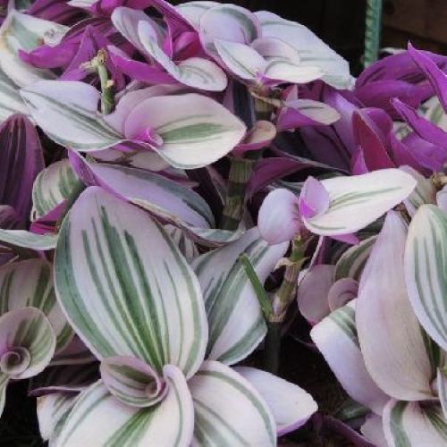 TRADESCANTIA ALBIFLORA NANOUK V7 <br/> Piante Verdi da Interno