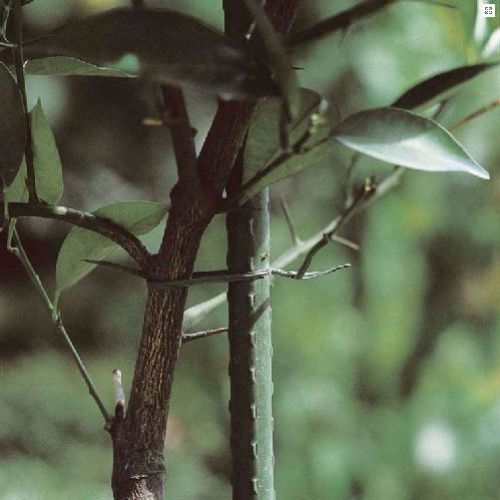 Tutore 16mm x 210 cm in acciaio plastificato <br/> Canne di Bamboo, Bordure e Tutori per Orto, Serre