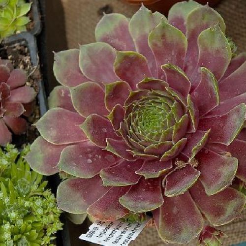 SEMPERVIVUM V12 <br/> Piante Perenni ed Erbacee, Fiori Perenni