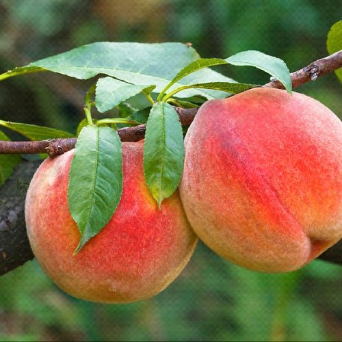 PRUNUS PERSICA PLATYCARPA V24 PESCA PIATTA BIANCA <br/> Piante e Alberi da Frutto