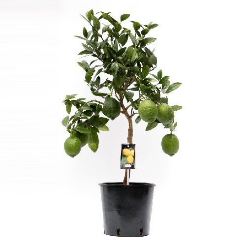 CITRUS LIMON V28 LIMONE ALBERETTO <br/> Piante e Alberi da Frutto