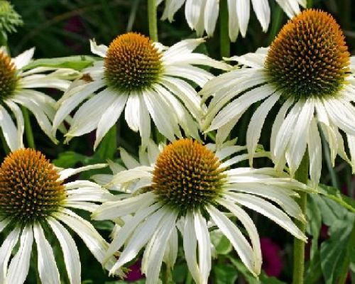 ECHINACEA PURPUREA WHITE V17 <br/> Piante Perenni ed Erbacee, Fiori Perenni