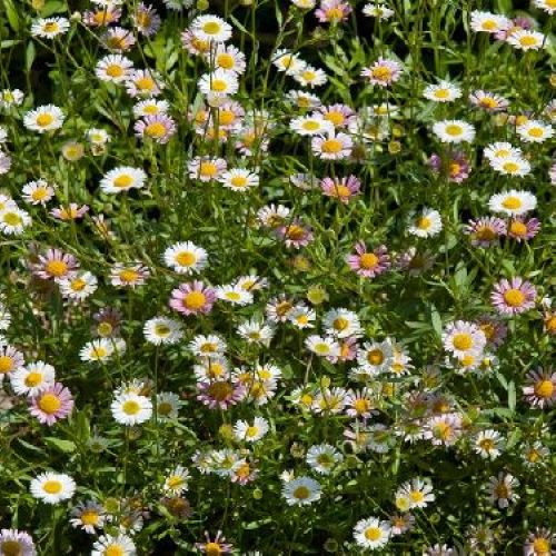 ERIGERON KARVINSKIANUS V14 <br/> Piante Perenni ed Erbacee, Fiori Perenni