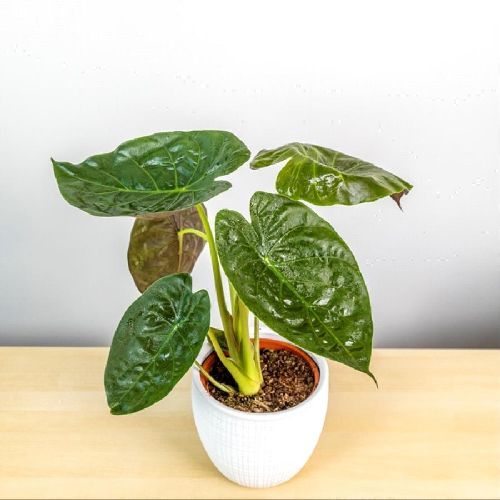 ALOCASIA WENTII V17 h60 <br/> Piante Verdi da Interno