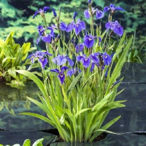 IRIS SETOSA V9 <br/> Piante Perenni ed Erbacee, Fiori Perenni