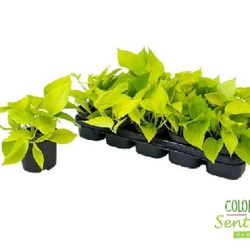 EPIPREMNUM PINNATUM GOLDEN POTHOS V12 <br/> Piante Verdi da Interno