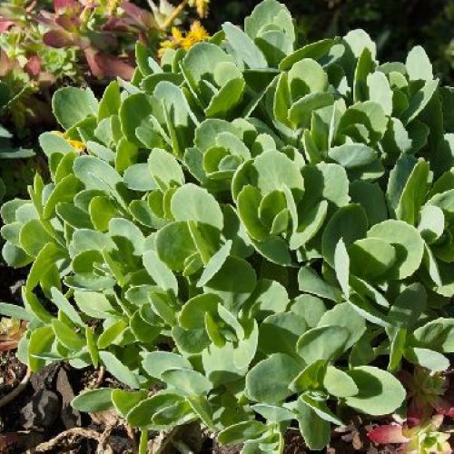 SEDUM YELLOW DELICAT BOUQUET V13 <br/> Piante Perenni ed Erbacee, Fiori Perenni