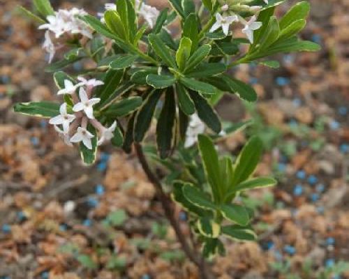 DAPHNE MIX V24 <br/> Piante acidofile