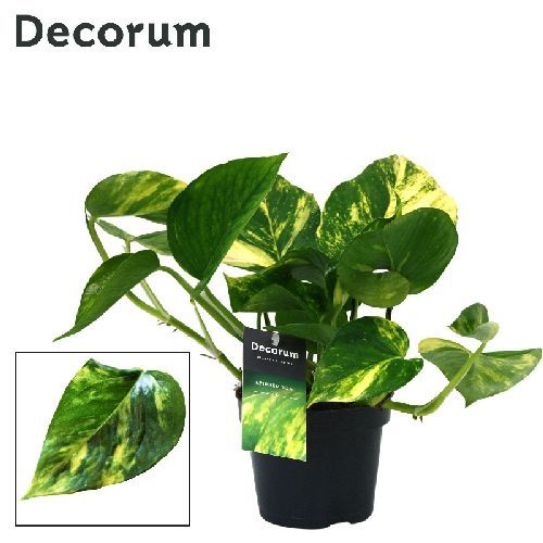 EPIPREMNUM PINNATUM AUREUM V12 <br/> Piante Verdi da Interno