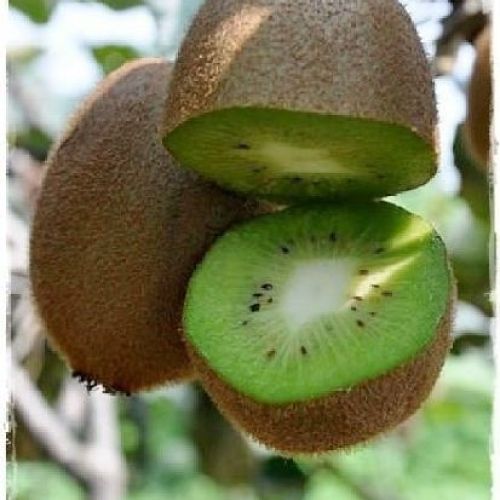Kiwi Actinidia HAYWARD Femmina V17 H150 <br/> Piante e Alberi da Frutto