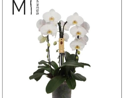 PHALAENOPSIS 3-4 RAMI CASCATE V12 <br/> Piante Fiorite da Interno
