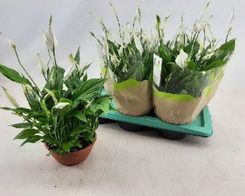 SPATHYPHILLUM CHOPIN CIOT.17 <br/> Piante Fiorite da Interno