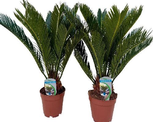 CYCAS REVOLUTA v14 <br/> Giardino Mediterraneo