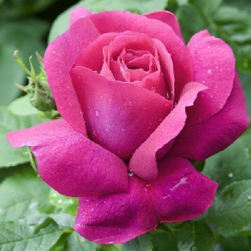 ROSA G. FIORI CAPRICE DE MEILLAND V14X14 <br/> Piante Fiorite da Giardino
