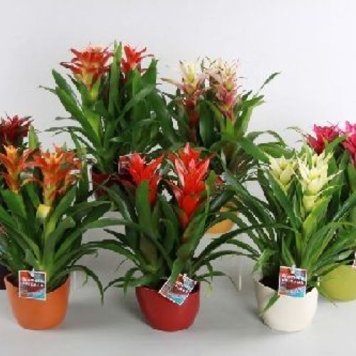 GUZMANIA V19 <br/> Piante Fiorite da Interno
