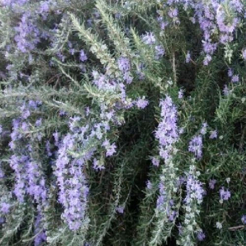 ROSMARINO PROSTRATO V.14 VEGETABLE <br/> Piante Aromatiche