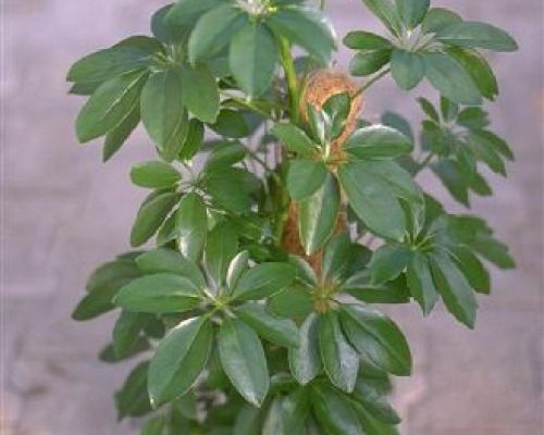 SCHEFFLERA ARBORICOLA GOLD CAPELLA V27 <br/> Piante Verdi da Interno