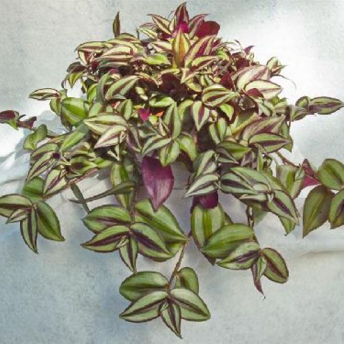 TRADESCANTIA MIX V6 <br/> Piante Verdi da Interno