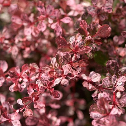 BERBERIS THUNBERGII HARLEQUIN  V.17 <br/> Arbusti